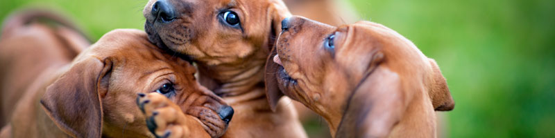 PUPPY SCHOOL